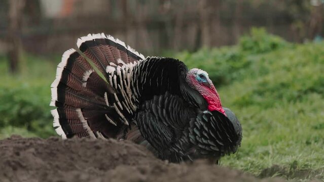 A turkey walks on the over-cultivated ground in a vegetable garden