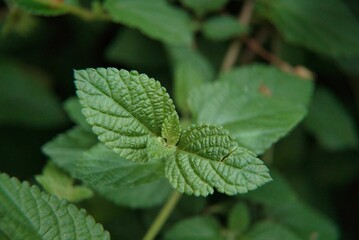 Closeup of fresh mint leaves in a garden © Hys/Wirestock Creators