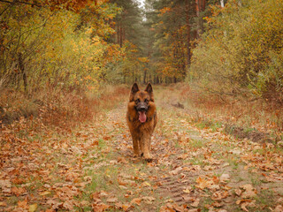 german shepherd dog