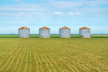 Rural landscape with 4 silos in a line in a green field with blue sky with clouds © Gabriel