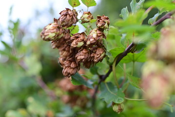 brown and green hop cones against blurred green trees
