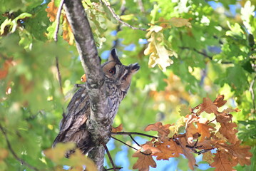 Long eared owl in an oak tree