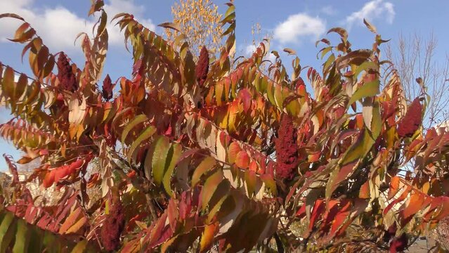 Leaves of the vinegar tree (Latin. Rhus typhina) or Virginia sumach in autumn