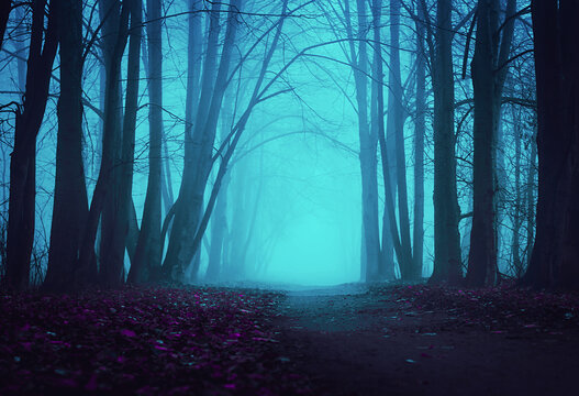 Strangers park. Mysterious fairy forest. Dark fantasy wallpaper. Stranger trees in the mist. Scary atmosphere. Paranormal another world. Mystical forest in a fog. Dark scary park with leaves.