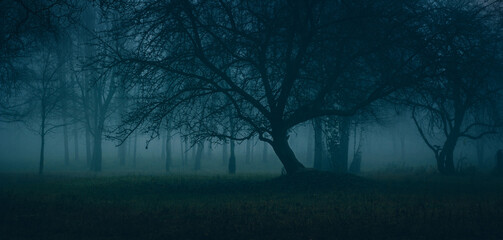Strangers park. Mysterious fairy forest. Dark fantasy wallpaper. Stranger trees in the mist. Scary...