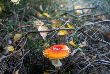 Fly agaric mushroom in the forest