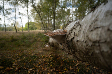 A big mushroom on a tree. 