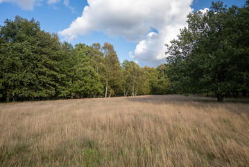 Obraz premium Landscape photography of a field, woods and blue sky, sunny and cloudy day