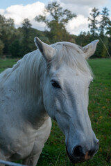 Naklejka na ściany i meble White horse in the field