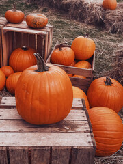 Halloween pumpkins and holiday decoration in autumn season rural field, pumpkin harvest and...