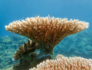 Acropora Cytherea