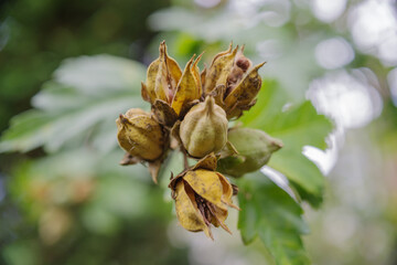 Rose Of Sharon Seed