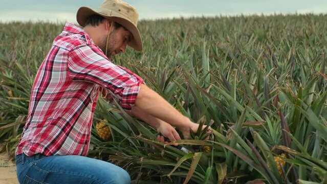 a farmer in a plaid shirt and hat sits in a pineapple field and cuts a ripe pineapple with a knife. a man in jeans and boots on the field cuts a pineapple and smells its fresh smell
