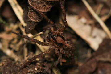 agelena labyrinthica spider macro photo
