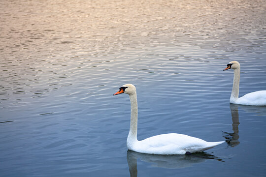 La gracia et&eacute;rea de la naturaleza capturada en una imagen: la majestuosidad de una pareja de cisnes flotando serenamente sobre el reflejo cristalino del agua