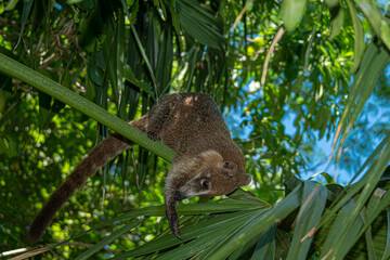 Mexican coati in the jungle, Nasua nasua