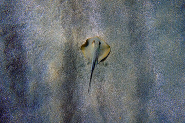 Amazing underwater photography scenes with beautiful stingrays