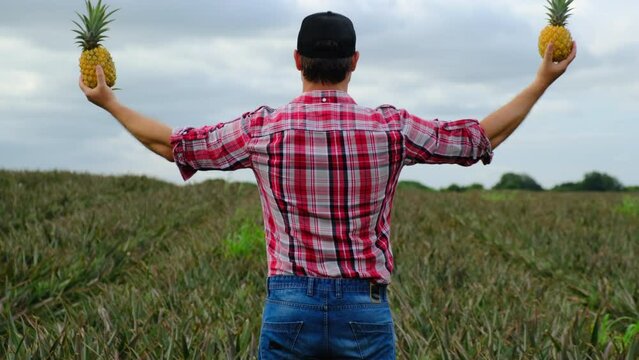 a male farmer in a plaid shirt and jeans raises his hands up where he holds two ripe yellow pineapples in the field. 