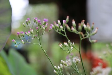 flower in the garden