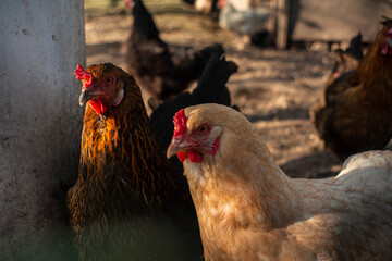 Gallinas de corral