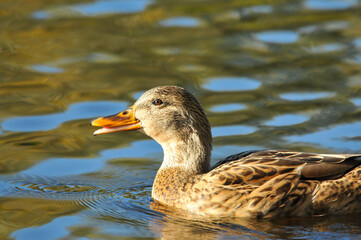 ducks on the lake 2022 in summer