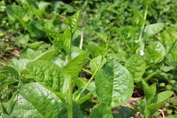 close up of leaves