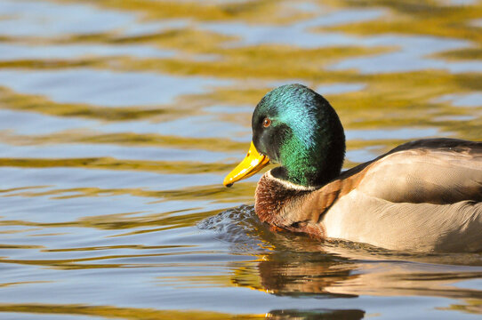 ducks on the lake 2022 in summer