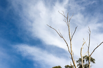 bare branches of tree against blue sky