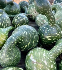 speckled  swan gourds