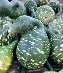 Specked swan  neck squash