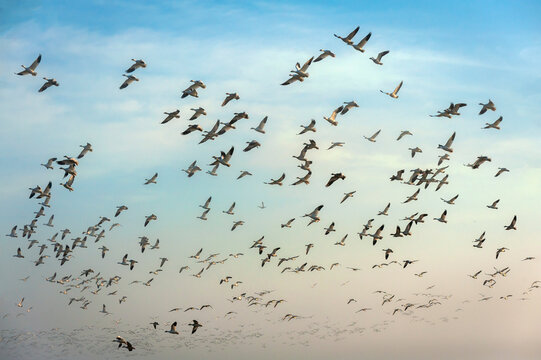 Snow Geese Taking Flight From a Farm Field. Thousands of snow geese wintering in the Skagit Valley after migrating from Russia&rsquo;s Wrangel Island, a UNESCO World Heritage Site.