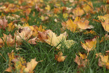 Dry leaves on green grass in autumn, closeup