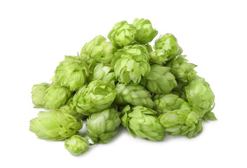 Fototapeta premium Fresh ripe green hops on white background