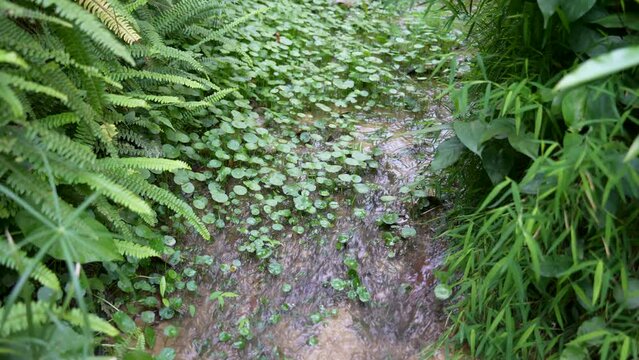 hydrocotyle background,Water Pennywort , Centella asiatica.