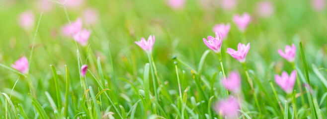 Closeup of pink purple flower under sunlight with copy space using as background natural plants landscape, ecology wallpaper cover page concept.