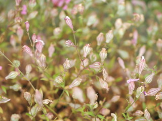 種を付けたフクロナデシコの花