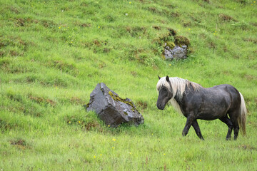 Icelandic horse walking on a hillside of spring green grass