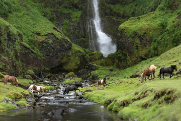 Herd of Icelandic horses crossing a stream in front of a waterfall	