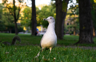 Kelp Gull (Larus dominicanus dominicanus) on the Ground in the park in Montreal, Quebec, Canada. 
