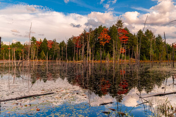 Fototapeta premium Forest fall landscape pond and blue sky