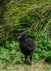 Baby Pukeko in the Grass