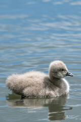Cygnet Swimming on Lake