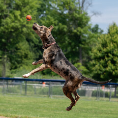Jumping Dog