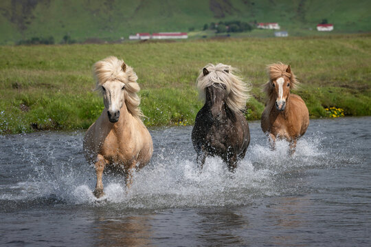 Three Icelandic horses running through a river