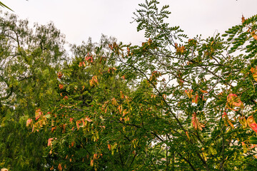 Caesalpinia spinosa belongs to the Fabaceae family