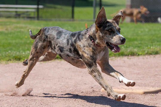 Catahula Dog