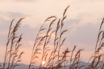Close Up Summer Autumn Grass In sunset sky background