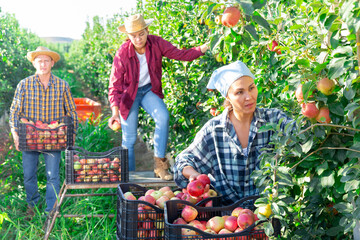 Three workers picking apples in plantation. They're already filled several crates.