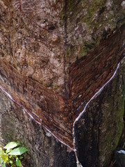 latex extracted from rubber tree source of natural rubber. Tapping latex rubber tree, Rubber Latex...