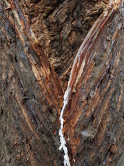 latex extracted from rubber tree source of natural rubber. Tapping latex rubber tree, Rubber Latex...